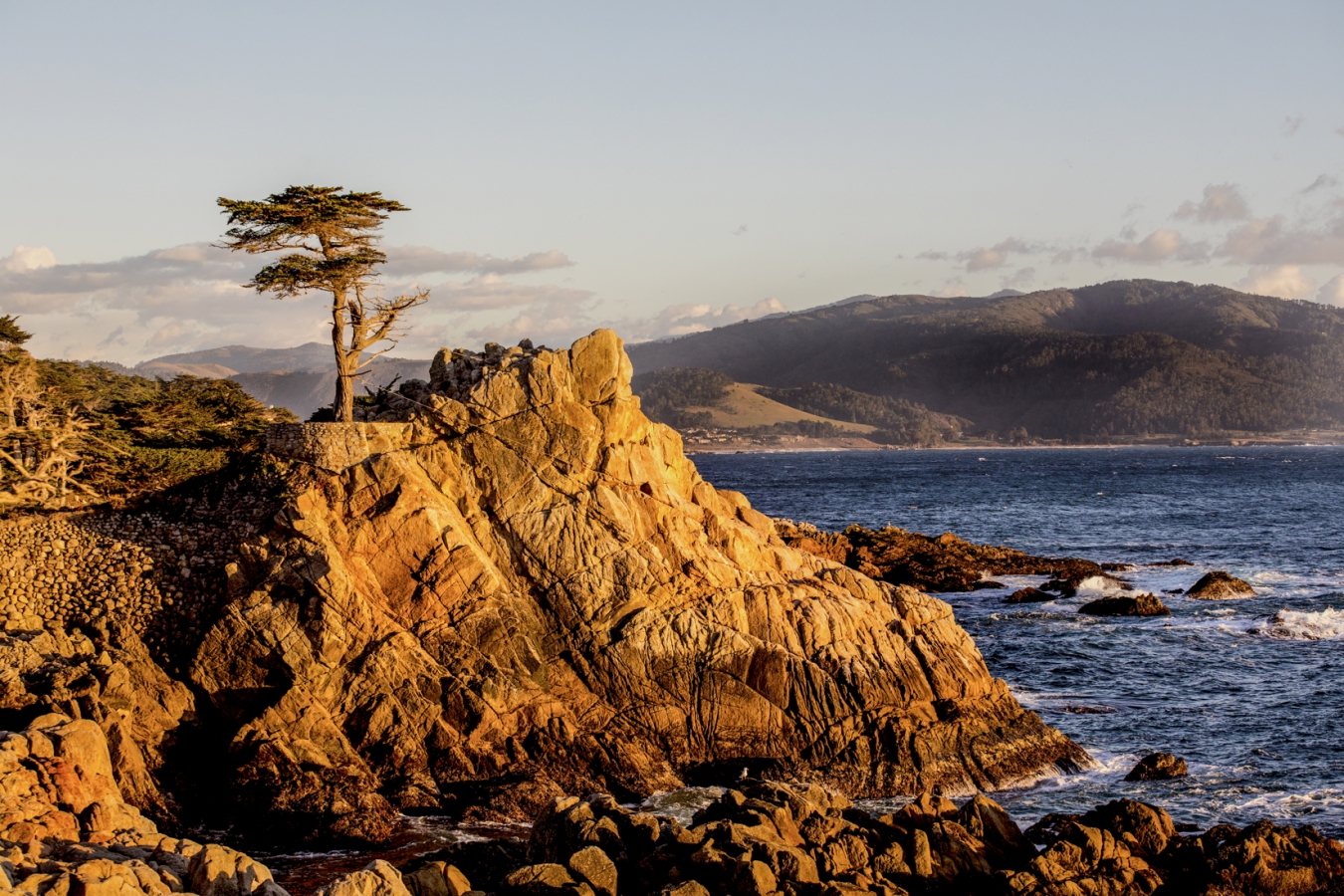 Lone Cypress 